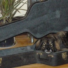 Luna's favorite place to snuggle up and watch me practice for my next gig.